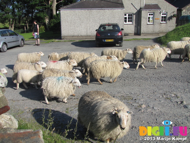 SX28580 Sheep herdered over campsite